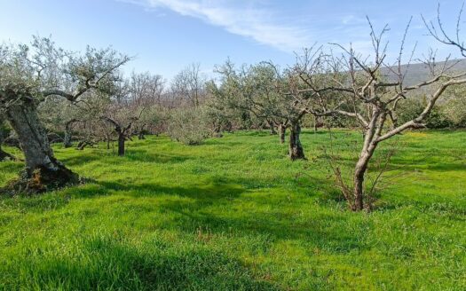 VENTA DE FINCA EN HERVÁS